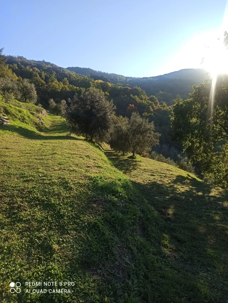 La luce del sole tra gli olivi e i terrazzamenti di Londa