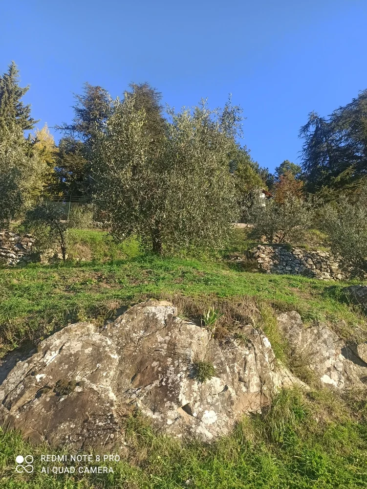 I muri a secco e la vegetazione dell’oliveta