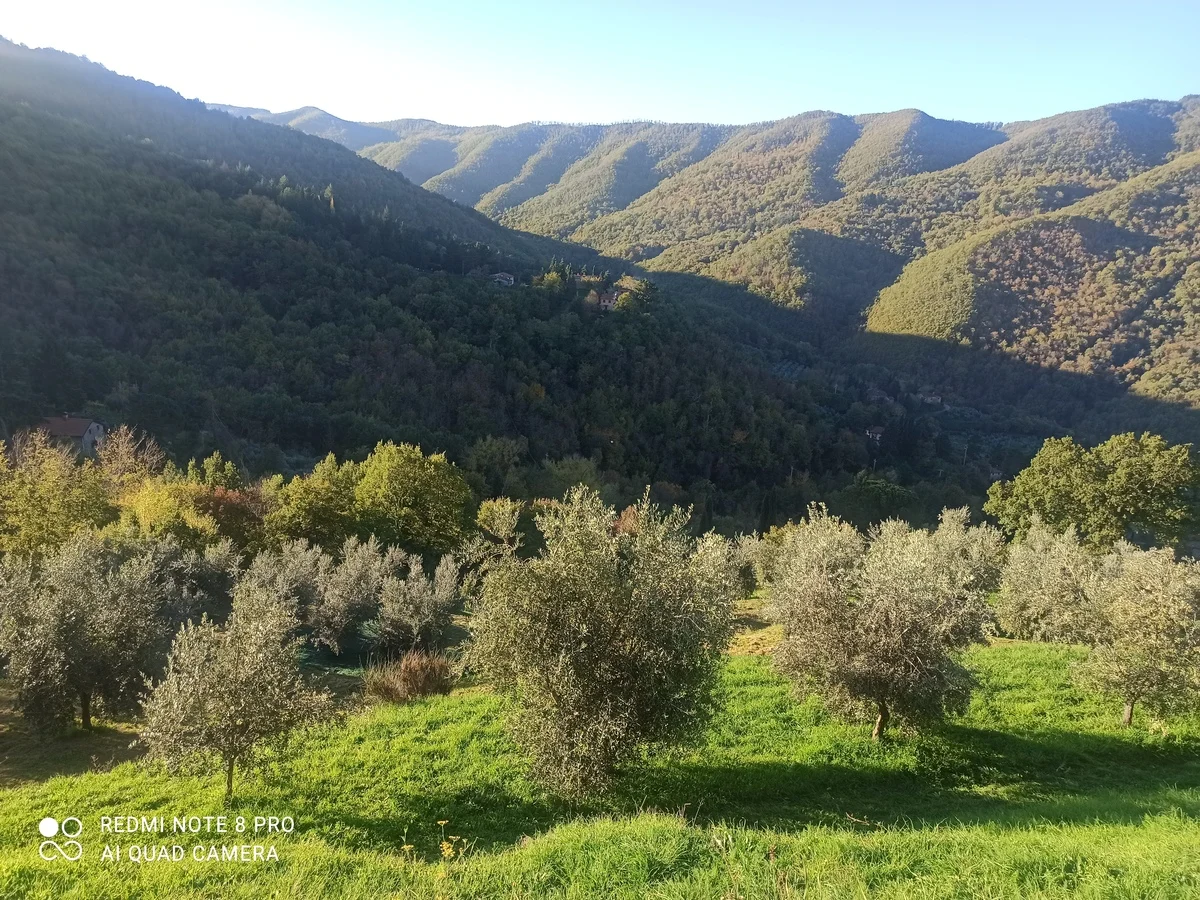 La vera oliveta di L’Intento sulle pendici della valle del Moscia