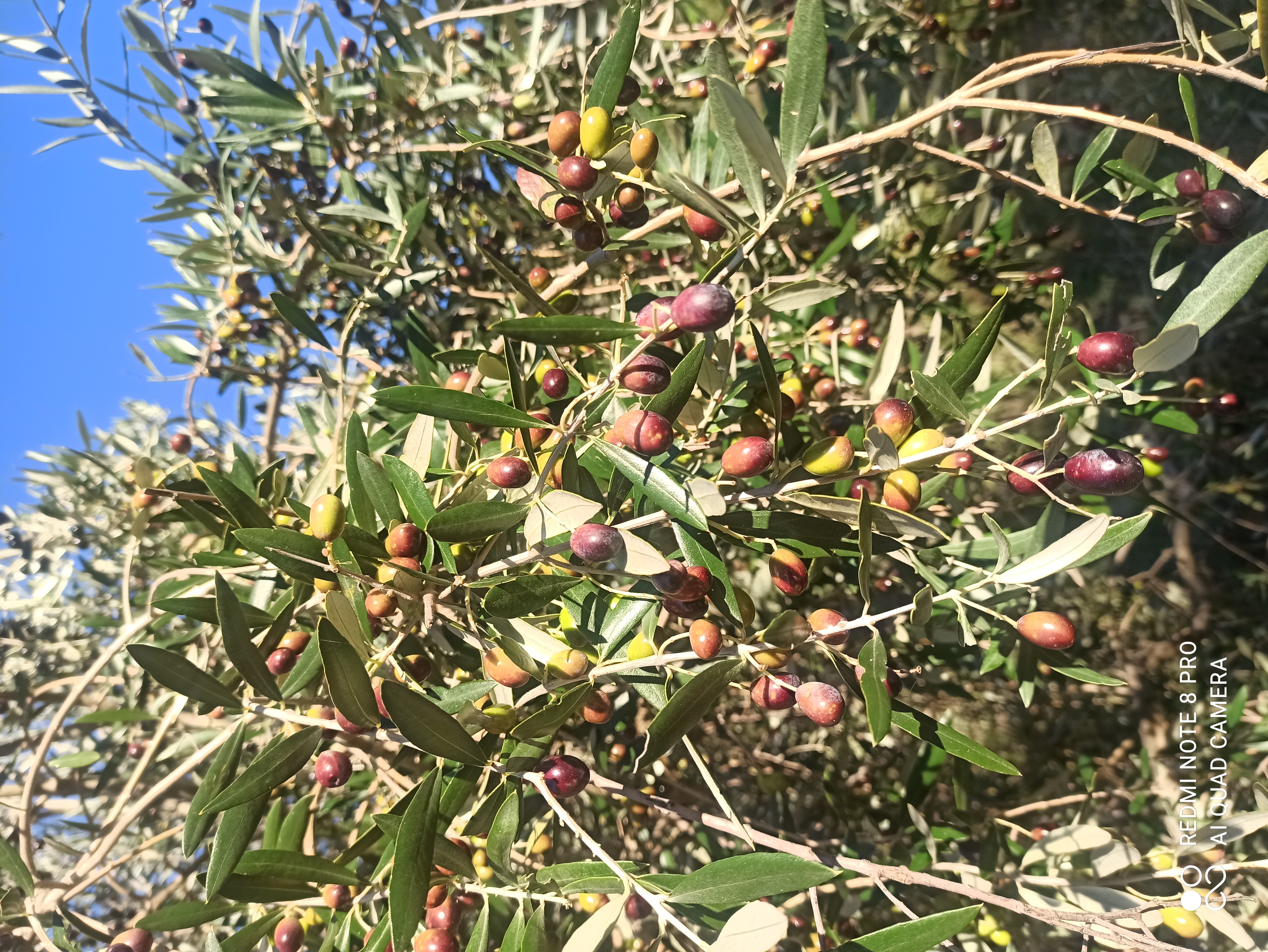 Coltivazione naturale