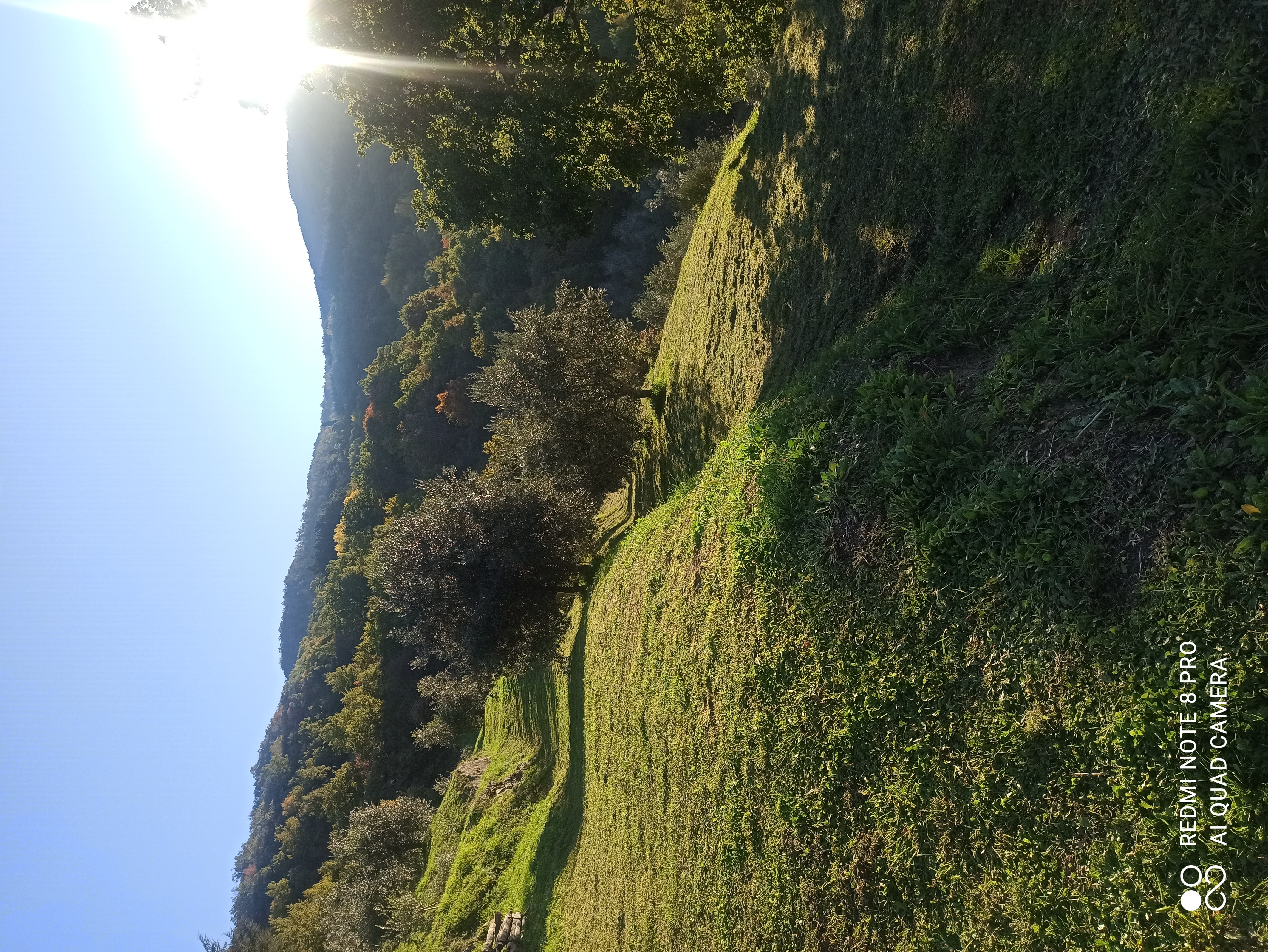 Cura manuale degli olivi