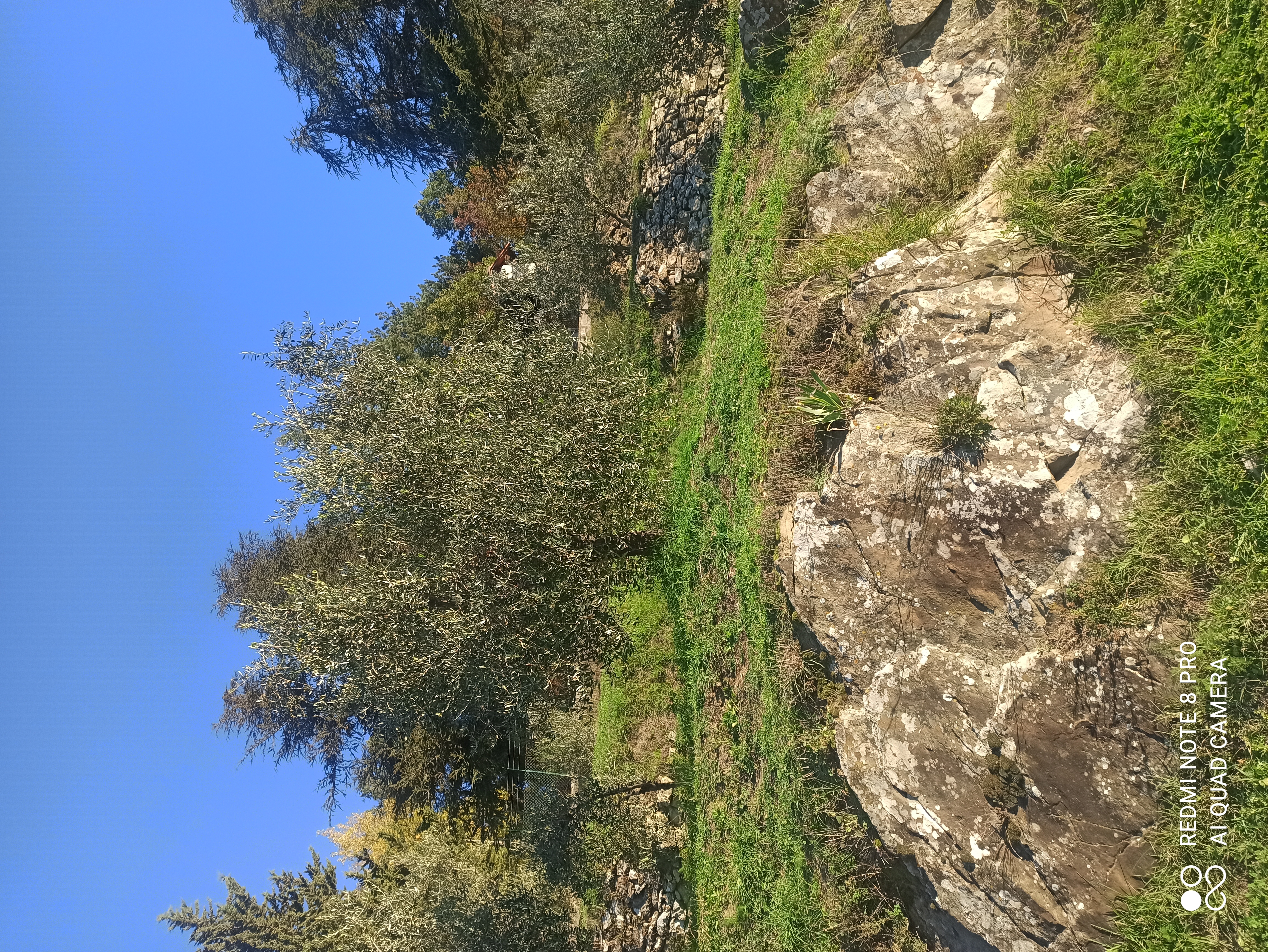 Muri a secco e biodiversità